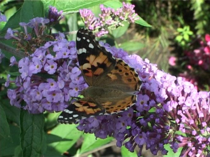 Distelfalter ( Vanessa cardui ), auf Sommerflieder : Moers, in unserem Garten, 24.07.2009